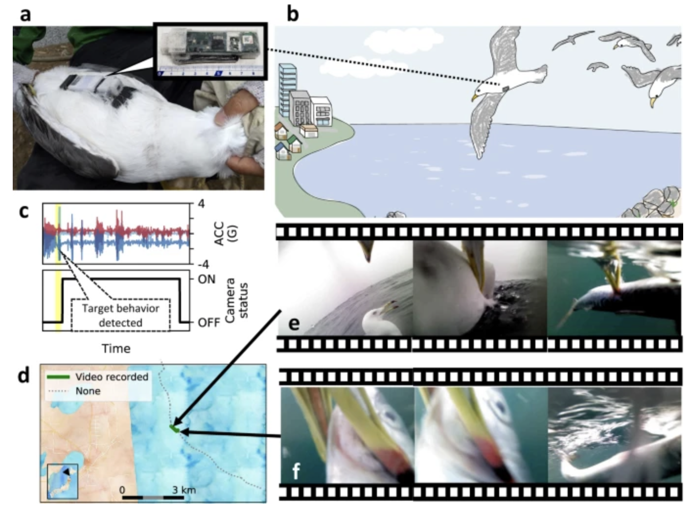 Figure for Machine Learning Enables Improved Runtime and Precision for Bio-loggers on Seabirds